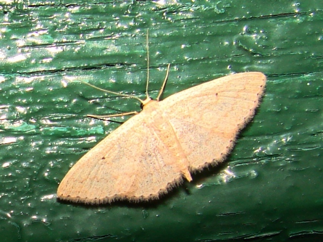 Scopula minorata e Idaea seriata